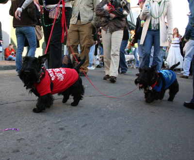 2008-Krewe-of-Barkus-Mardi-Gras-2008-New-Orleans-Parade-0682
