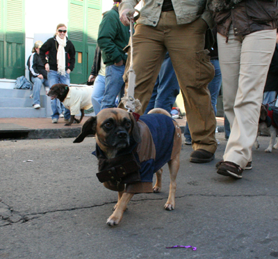 2008-Krewe-of-Barkus-Mardi-Gras-2008-New-Orleans-Parade-0684