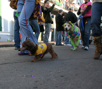 2008-Krewe-of-Barkus-Mardi-Gras-2008-New-Orleans-Parade-0686