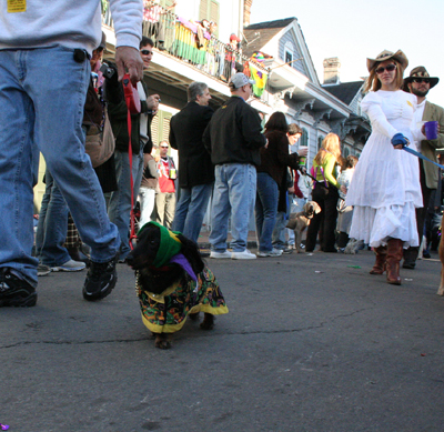 2008-Krewe-of-Barkus-Mardi-Gras-2008-New-Orleans-Parade-0688