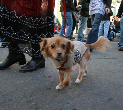 2008-Krewe-of-Barkus-Mardi-Gras-2008-New-Orleans-Parade-0692