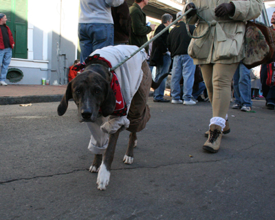 2008-Krewe-of-Barkus-Mardi-Gras-2008-New-Orleans-Parade-0693
