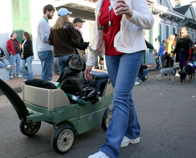 2008-Krewe-of-Barkus-Mardi-Gras-2008-New-Orleans-Parade-0696