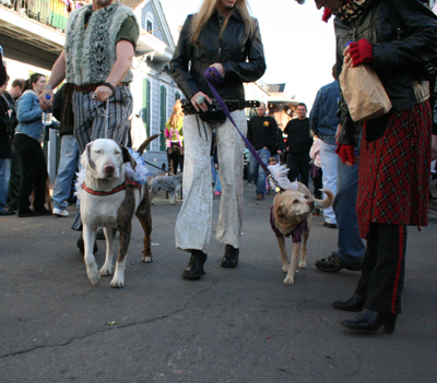 2008-Krewe-of-Barkus-Mardi-Gras-2008-New-Orleans-Parade-0699