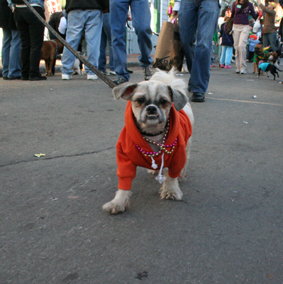 2008-Krewe-of-Barkus-Mardi-Gras-2008-New-Orleans-Parade-0700