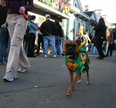 2008-Krewe-of-Barkus-Mardi-Gras-2008-New-Orleans-Parade-0701