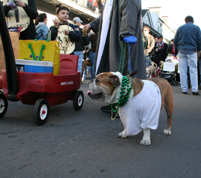 2008-Krewe-of-Barkus-Mardi-Gras-2008-New-Orleans-Parade-0711