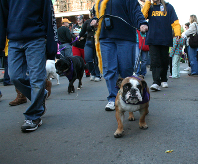 2008-Krewe-of-Barkus-Mardi-Gras-2008-New-Orleans-Parade-0724