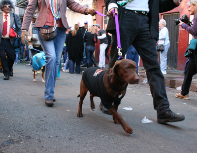 2008-Krewe-of-Barkus-Mardi-Gras-2008-New-Orleans-Parade-0734