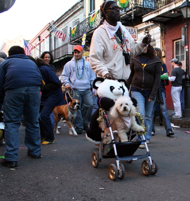 2008-Krewe-of-Barkus-Mardi-Gras-2008-New-Orleans-Parade-0738