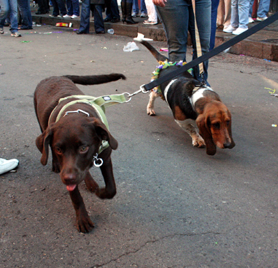 2008-Krewe-of-Barkus-Mardi-Gras-2008-New-Orleans-Parade-0745