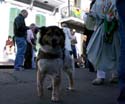 2008-Krewe-of-Barkus-Mardi-Gras-2008-New-Orleans-Parade-0338