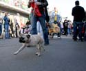 2008-Krewe-of-Barkus-Mardi-Gras-2008-New-Orleans-Parade-0348