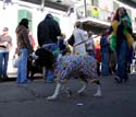 2008-Krewe-of-Barkus-Mardi-Gras-2008-New-Orleans-Parade-0356