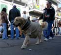 2008-Krewe-of-Barkus-Mardi-Gras-2008-New-Orleans-Parade-0358