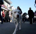 2008-Krewe-of-Barkus-Mardi-Gras-2008-New-Orleans-Parade-0369