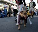 2008-Krewe-of-Barkus-Mardi-Gras-2008-New-Orleans-Parade-0372