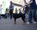2008-Krewe-of-Barkus-Mardi-Gras-2008-New-Orleans-Parade-0389