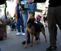 2008-Krewe-of-Barkus-Mardi-Gras-2008-New-Orleans-Parade-0392