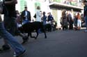 2008-Krewe-of-Barkus-Mardi-Gras-2008-New-Orleans-Parade-0395
