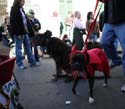 2008-Krewe-of-Barkus-Mardi-Gras-2008-New-Orleans-Parade-0410