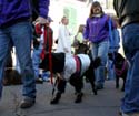 2008-Krewe-of-Barkus-Mardi-Gras-2008-New-Orleans-Parade-0413