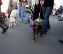 2008-Krewe-of-Barkus-Mardi-Gras-2008-New-Orleans-Parade-0419