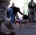 2008-Krewe-of-Barkus-Mardi-Gras-2008-New-Orleans-Parade-0424