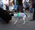 2008-Krewe-of-Barkus-Mardi-Gras-2008-New-Orleans-Parade-0433