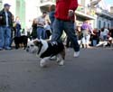 2008-Krewe-of-Barkus-Mardi-Gras-2008-New-Orleans-Parade-0437