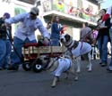 2008-Krewe-of-Barkus-Mardi-Gras-2008-New-Orleans-Parade-0451