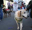 2008-Krewe-of-Barkus-Mardi-Gras-2008-New-Orleans-Parade-0456
