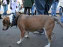 2008-Krewe-of-Barkus-Mardi-Gras-2008-New-Orleans-Parade-0579