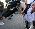 2008-Krewe-of-Barkus-Mardi-Gras-2008-New-Orleans-Parade-0582