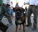 2008-Krewe-of-Barkus-Mardi-Gras-2008-New-Orleans-Parade-0584