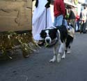 2008-Krewe-of-Barkus-Mardi-Gras-2008-New-Orleans-Parade-0586