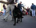 2008-Krewe-of-Barkus-Mardi-Gras-2008-New-Orleans-Parade-0591