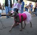 2008-Krewe-of-Barkus-Mardi-Gras-2008-New-Orleans-Parade-0607