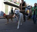 2008-Krewe-of-Barkus-Mardi-Gras-2008-New-Orleans-Parade-0630