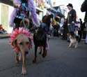 2008-Krewe-of-Barkus-Mardi-Gras-2008-New-Orleans-Parade-0632