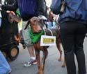 2008-Krewe-of-Barkus-Mardi-Gras-2008-New-Orleans-Parade-0642