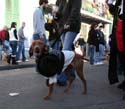 2008-Krewe-of-Barkus-Mardi-Gras-2008-New-Orleans-Parade-0653