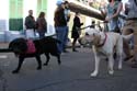 2008-Krewe-of-Barkus-Mardi-Gras-2008-New-Orleans-Parade-0664