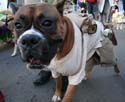 2008-Krewe-of-Barkus-Mardi-Gras-2008-New-Orleans-Parade-0671