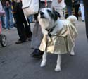 2008-Krewe-of-Barkus-Mardi-Gras-2008-New-Orleans-Parade-0674