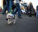 2008-Krewe-of-Barkus-Mardi-Gras-2008-New-Orleans-Parade-0690