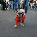 2008-Krewe-of-Barkus-Mardi-Gras-2008-New-Orleans-Parade-0700