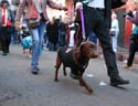 2008-Krewe-of-Barkus-Mardi-Gras-2008-New-Orleans-Parade-0734