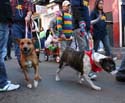 2008-Krewe-of-Barkus-Mardi-Gras-2008-New-Orleans-Parade-0743