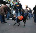2008-Krewe-of-Barkus-Mardi-Gras-2008-New-Orleans-Parade-0749